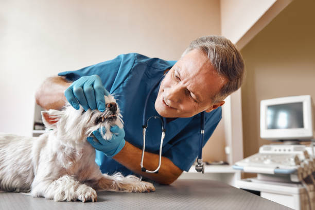 Best Emergency Dental Services for Seniors in Odessa, FL